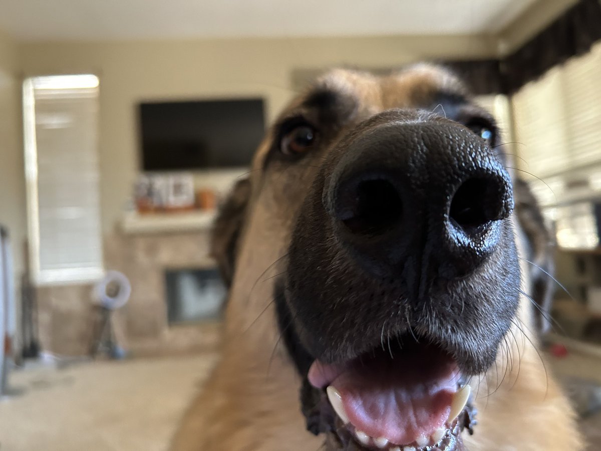 LPH™ and his dog Ernie P™ Rutherford tweet media