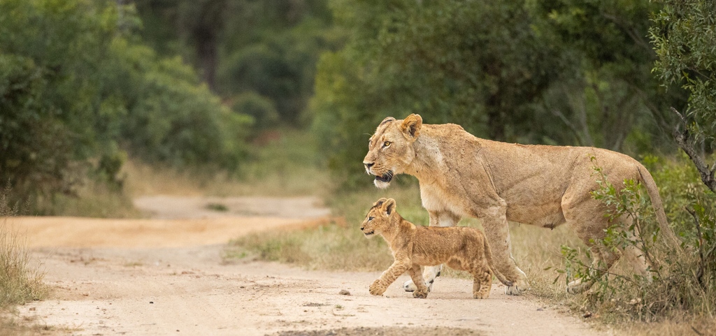 londolozi's tweet photo. Ranger Kate Arthur recently had a day off in-between two sets of guests. Here's what she got up to - https://t.co/JSsV6OeBLf

#londolozi #thelondolozieffect #relais #relaischateaux #wildlifeblog #animalblog #naturelovers #luxurysafari #safari #safaristories @relaischateaux https://t.co/pnOz3Vs6nW