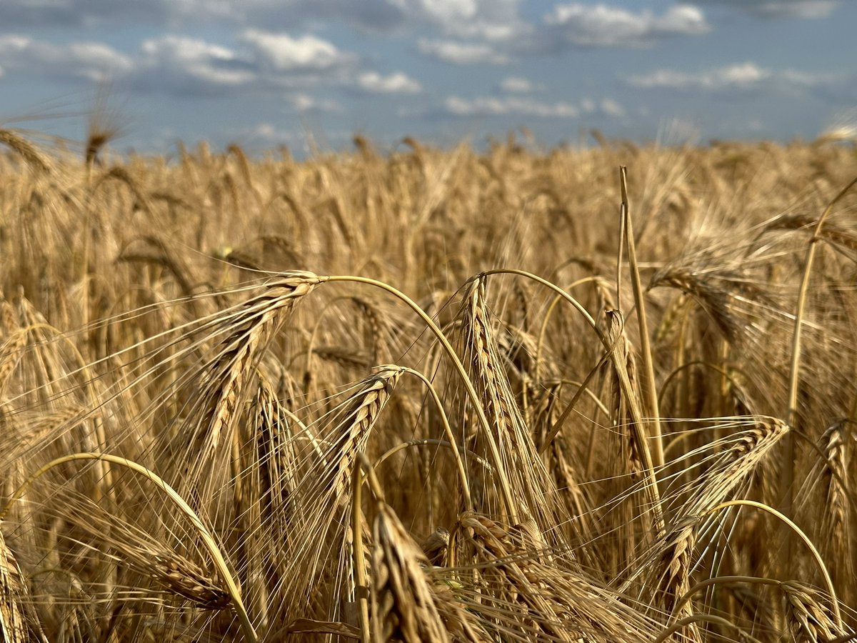 ArjayA's tweet image. 🎼You’ll remember me when the west wind moves upon the fields of barley,
You’ll forget the sun in his jealous sky as we walk in #fieldsofgold #sting