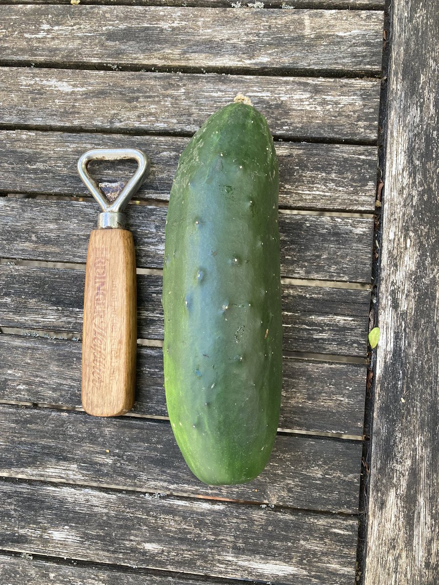 Gardening underachiver harvest season kicked off with a decent size cucumber for quick pickling.