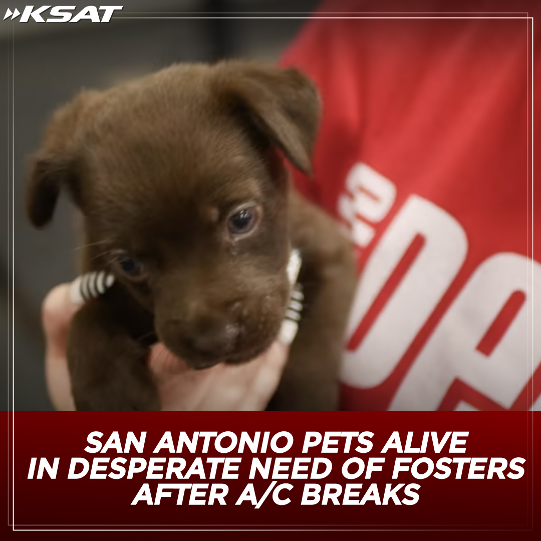KSAT 12 tweet media