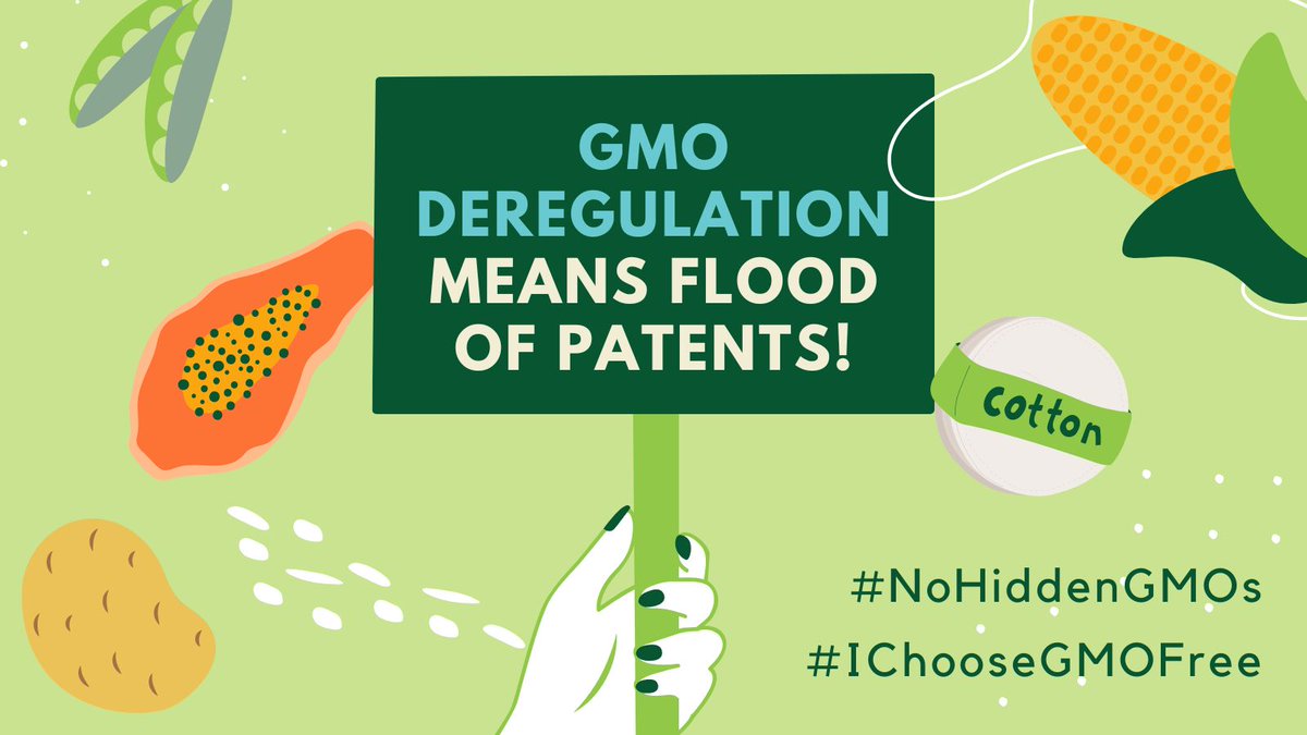 OrganicsEurope's tweet photo. 100 NGOs warn that dismantling EU's #GMO regulations could result in a flood of patented #seeds - with consequences for farmers' #RightToSeeds, for small breeders, and #SeedDiversity!
Read the open letter ๐ฉ ๐https://t.co/YpG3P5U9Rr
#IChooseGMOFree #NoHiddenGMOs https://t.co/t43D9Bx50o