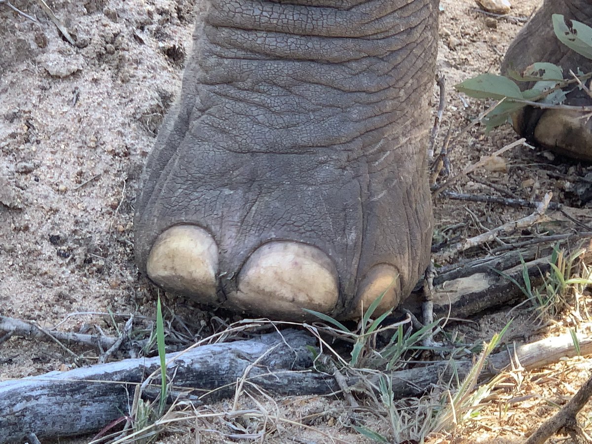 The most recognisable feet in the herd 💫 

Do you know who this little (but also rather large) foot belongs to?