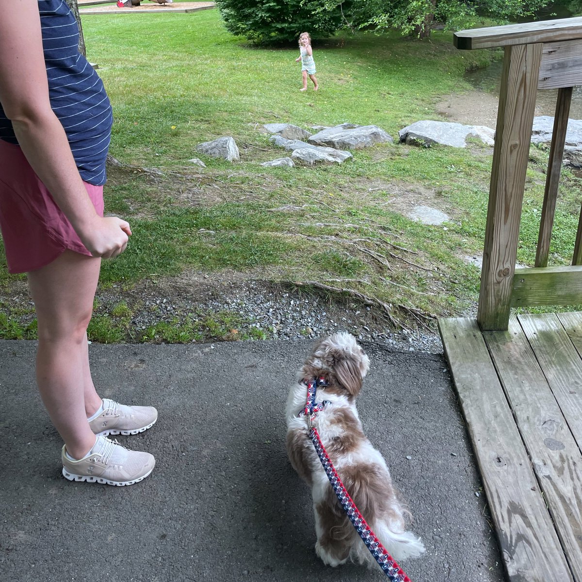 AdamsFamilyTzus's tweet image. There are a lot of tiny humans in the park today and they need adult supervision. I am the guy, the adult. #MondayMood  #Mondayvibes #tinyhumans #adultsupervision #park #parktime