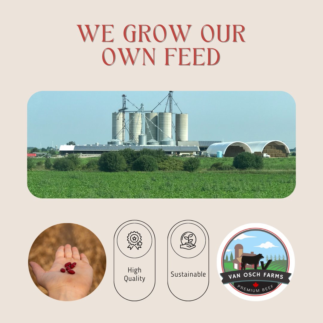 VanFarms's tweet photo. Our farm is certified under the Ontario Corn Fed Beef Quality Assurance Program. The majority of feed ingredients are all grown and harvested on our own farmland. #sustainablebeef #vanoschfarms #familyfarm #cornfedbeef #premiumbeef #ontariocornfed https://t.co/yWfzEZT3fo