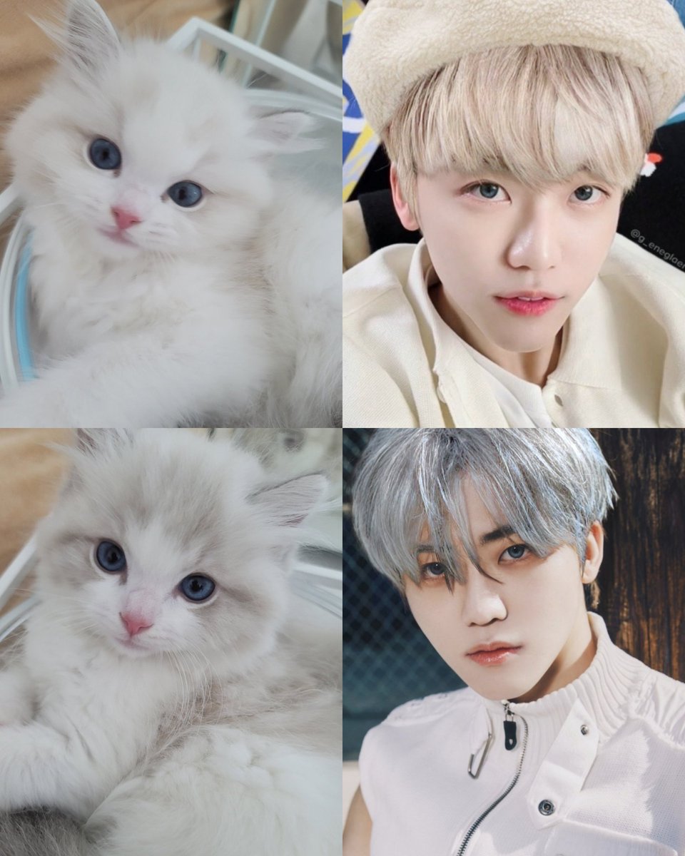 キラリ✨คุนนู๋น้องลูกเน้กโกะจัง🐈👑✨ tweet media