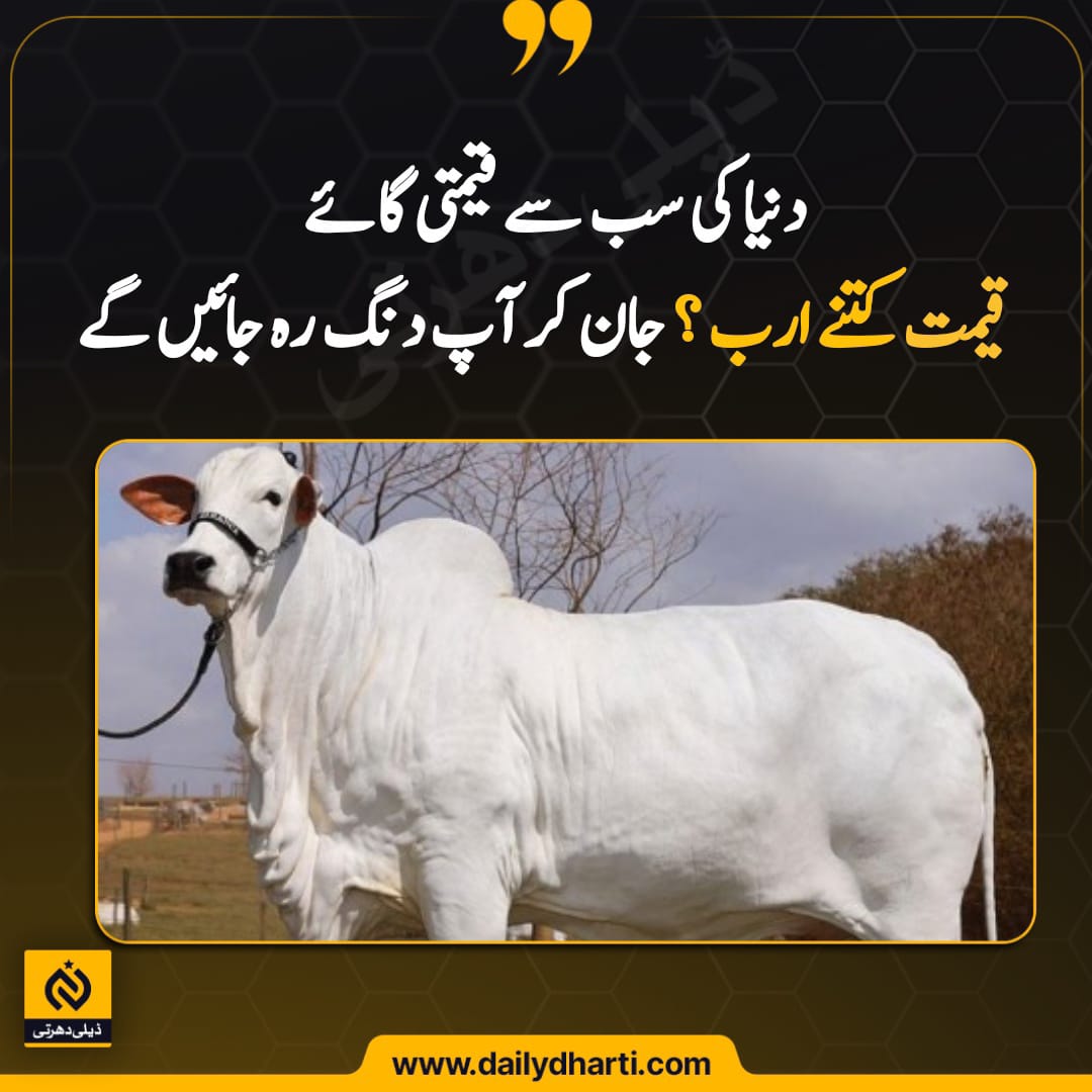 DailyDhartiTv's tweet image. دنیا کی سب سے قیمتی گائے ، قیمت کتنے ارب ؟ جان کر آپ دنگ رہ جائیں گے

#cow
#brazilbreed 
#DialogueUrdu 
#expensivecow

Read More: bitly.ws/Kju7