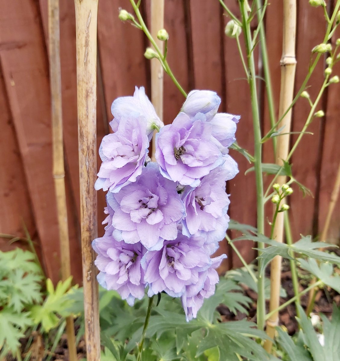 Hi lovelies, my Delphinium looks so beautiful.  Do you know Delphinium gets its name from the Greek word “delphis,” which means dolphin.  Delphinium meanings include openness to new experiences and overall positivity. 😍