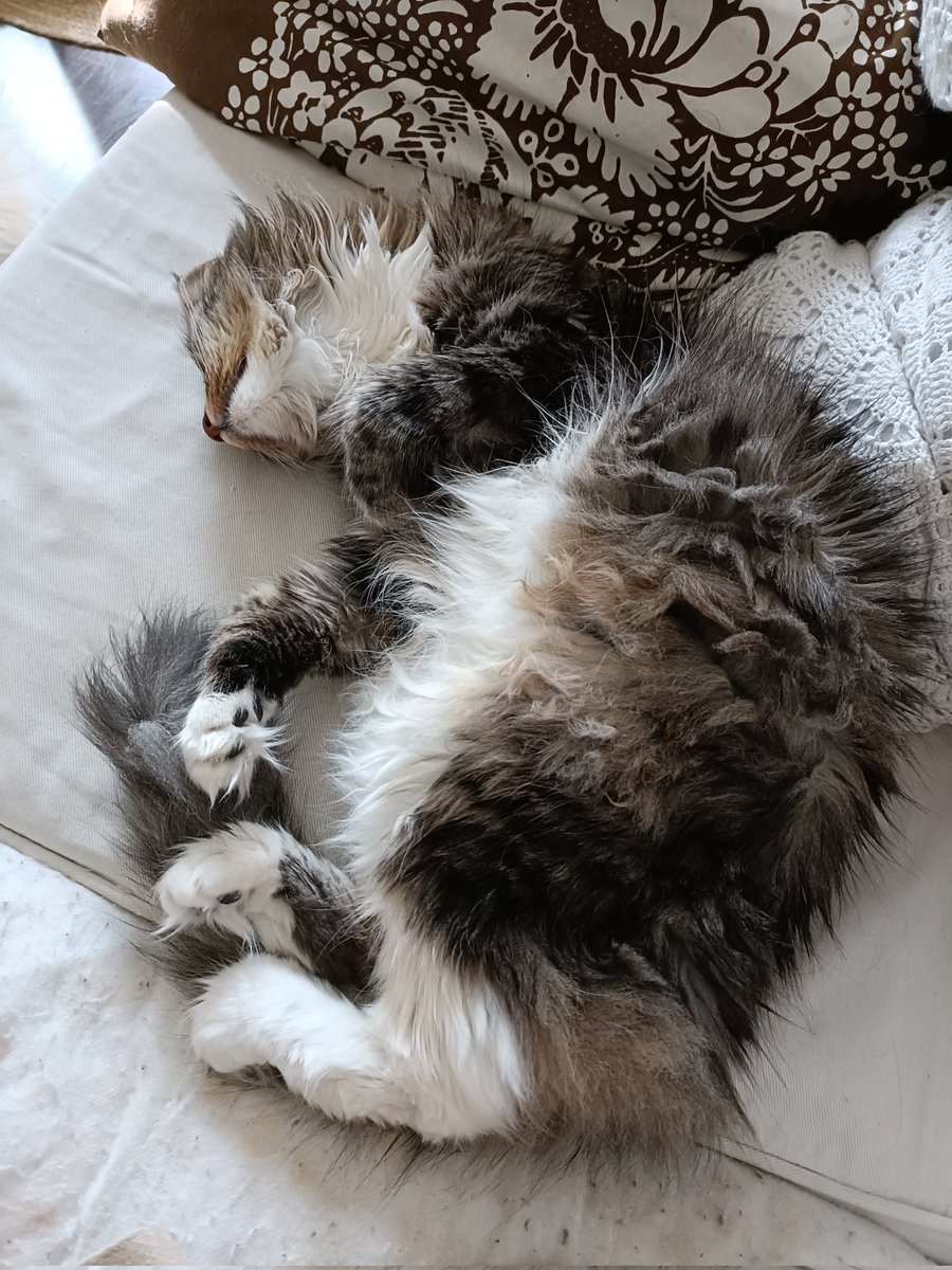 MerviKallio3's tweet photo. @Pyryharakka1 Mama jäi nyt kuulemma kokonaan kotiin, miut voidaan pyytää ruokaa vähän väliä.
#CatsOfTwitter https://t.co/7uIj5EpfZd