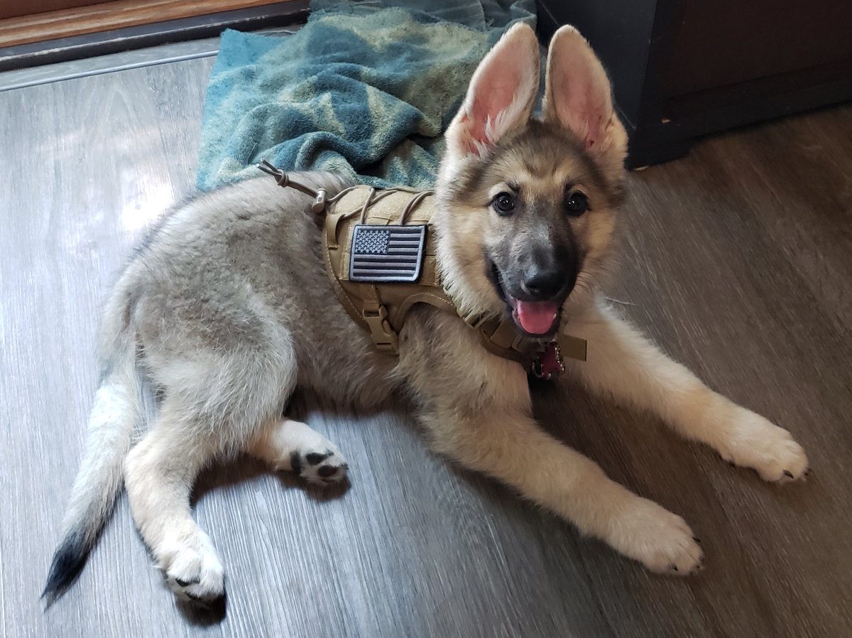 jayman9207's tweet photo. Please welcome the newest pack member to our family! We would like you to meet Akira! She is a little over 15 weeks old and an amazing and beautiful little German Shepherd furry terror. https://t.co/T1mlXsg6AT