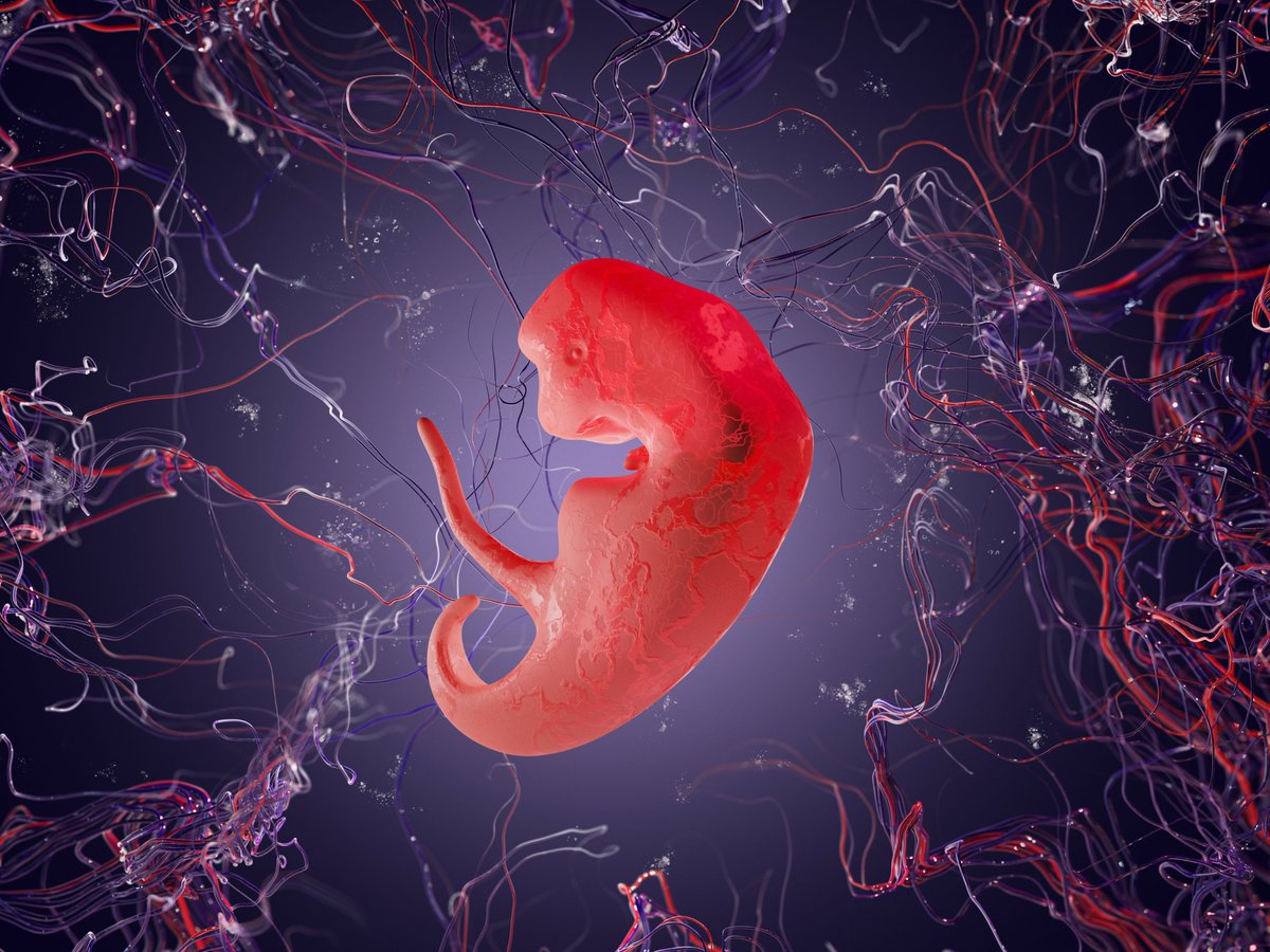 Forschung: Erstmals wurden #Affenembryonen aus #Stammzellen hergestellt #Embryonenforschung #Affen tinyurl.com/4fz2t3dc Fotocredit: © AdobeStock_530177782_ Om.Nom.Nom