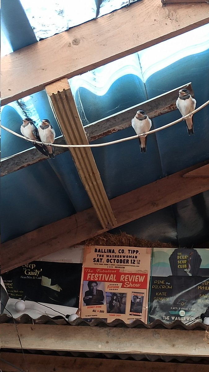 1st clutch of 2023 Swallows...!
