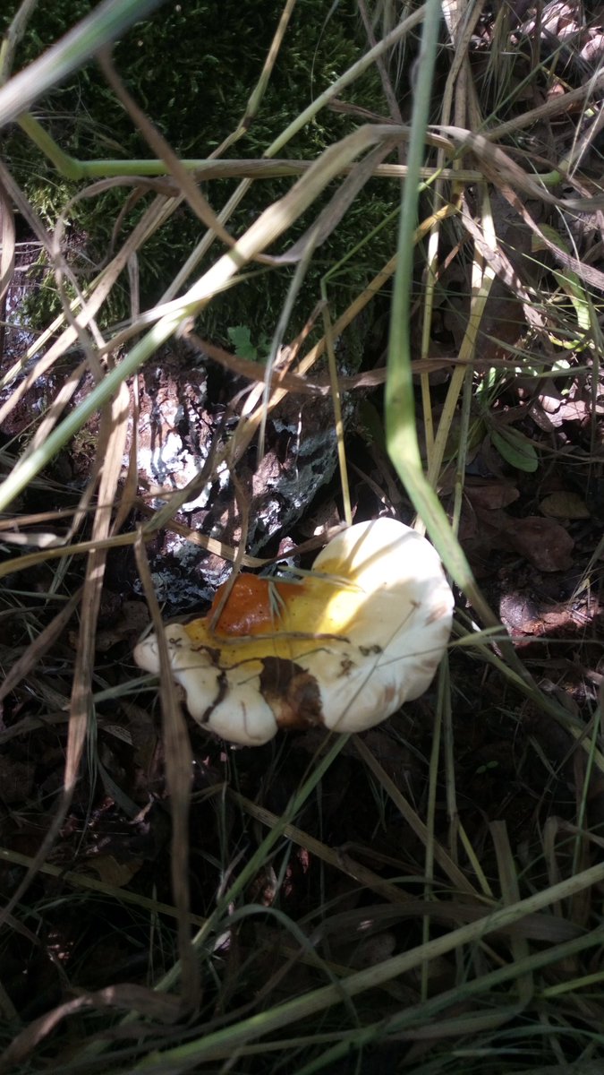 LX8111's tweet image. Reishi 📈 #GlänzenderLackporling #GanodermaLucidum #Pilze #Mushroom #Fungi #MushroomMonday 🍄