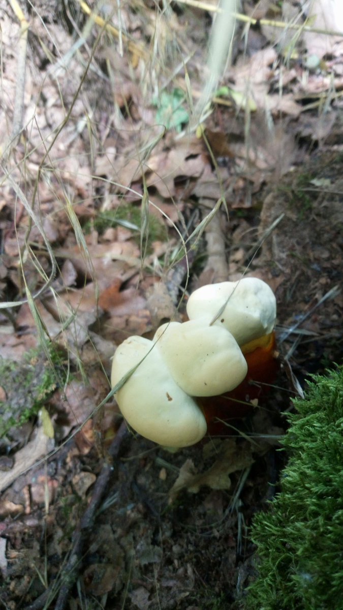 LX8111's tweet image. Reishi 📈 #GlänzenderLackporling #GanodermaLucidum #Pilze #Mushroom #Fungi #MushroomMonday 🍄