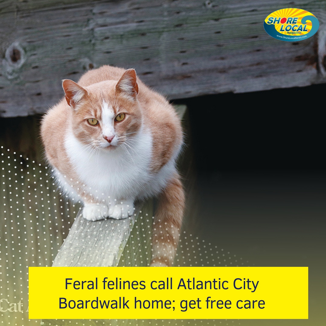 shorelocalnews's tweet image. "Mikey, along with almost two dozen of his closest friends, lives in a beachfront property in the literal sense. The area around the Atlantic City Boardwalk is his to dine, explore, and sleep."

Read more: shorelocalnews.com/feral-felines-…

#boardwalkcats #boardwalkcatsproject