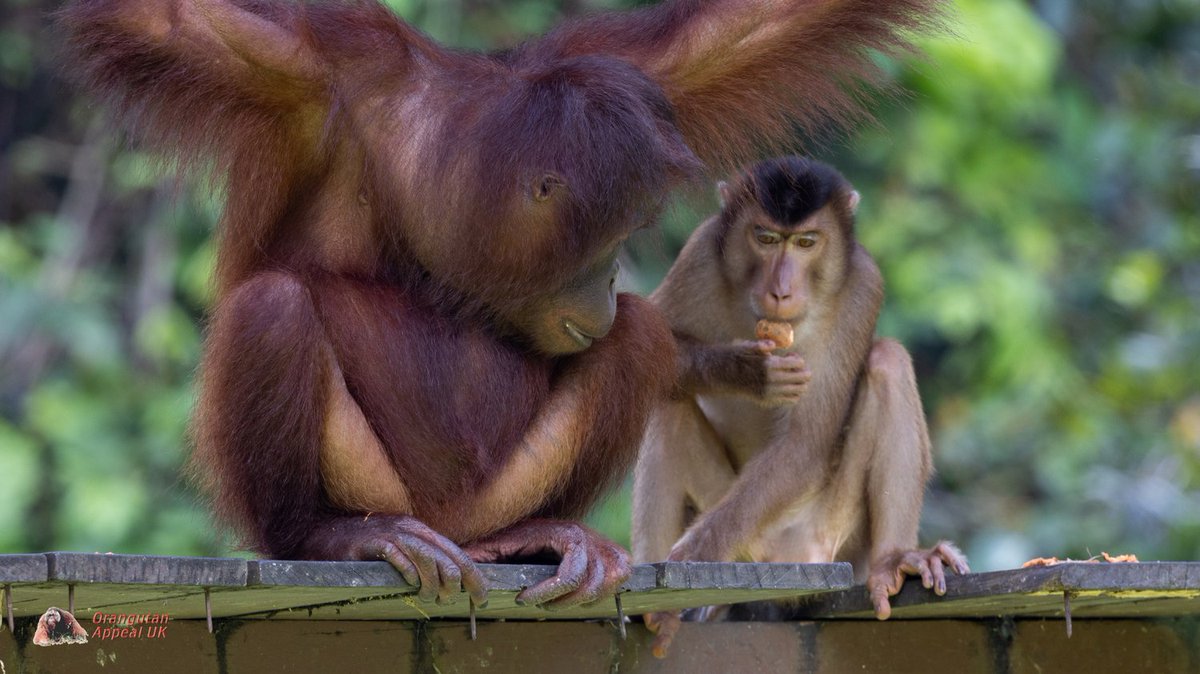 orangutanappeal's tweet photo. It's not always orangutans eating at the feeding platform. 

Do you know the name of this primate? https://t.co/DMxXJzESR6