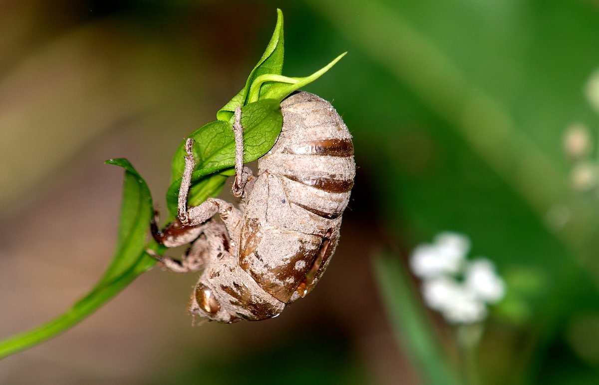 kala61857's tweet photo. Summertime In Texas
Memories all the way back to childhood. It was like a treasure hunt finding these as a child. A sure sign of summer
Superb Dog-day Cicada Shell (Neotibicen superbus)
https://t.co/foipk38lsF
#cicadas #summertime #NaturePhotography #bugs #CicadaShell https://t.co/yde6q1gNuM
