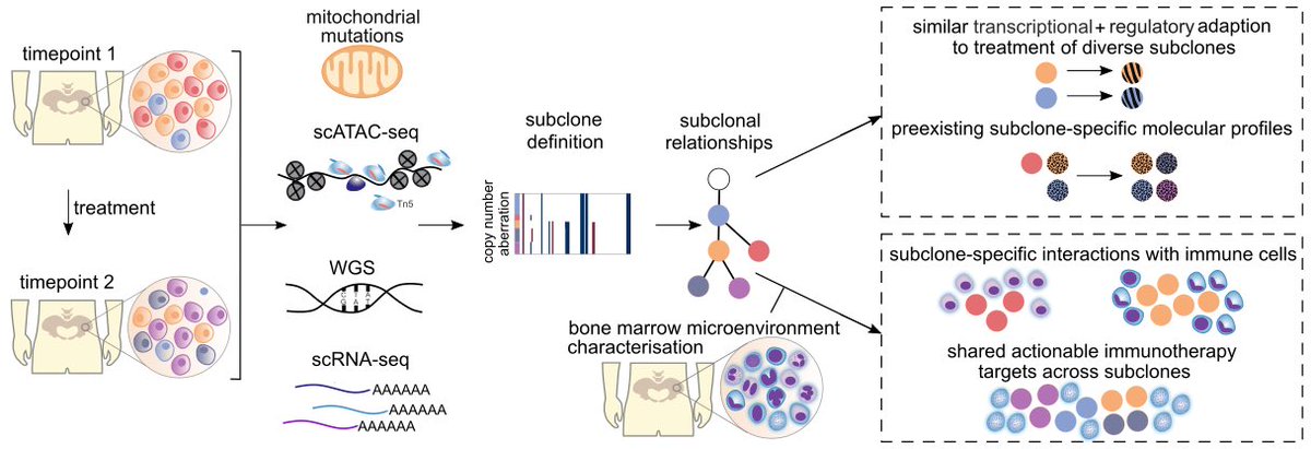 Have a look at our recent work @BloodJournal that points towards multi-factorial resistance mechanisms and new options for common treatment vulnerabilities of individual tumor subclones in #mmsm doi.org/10.1182/blood.….