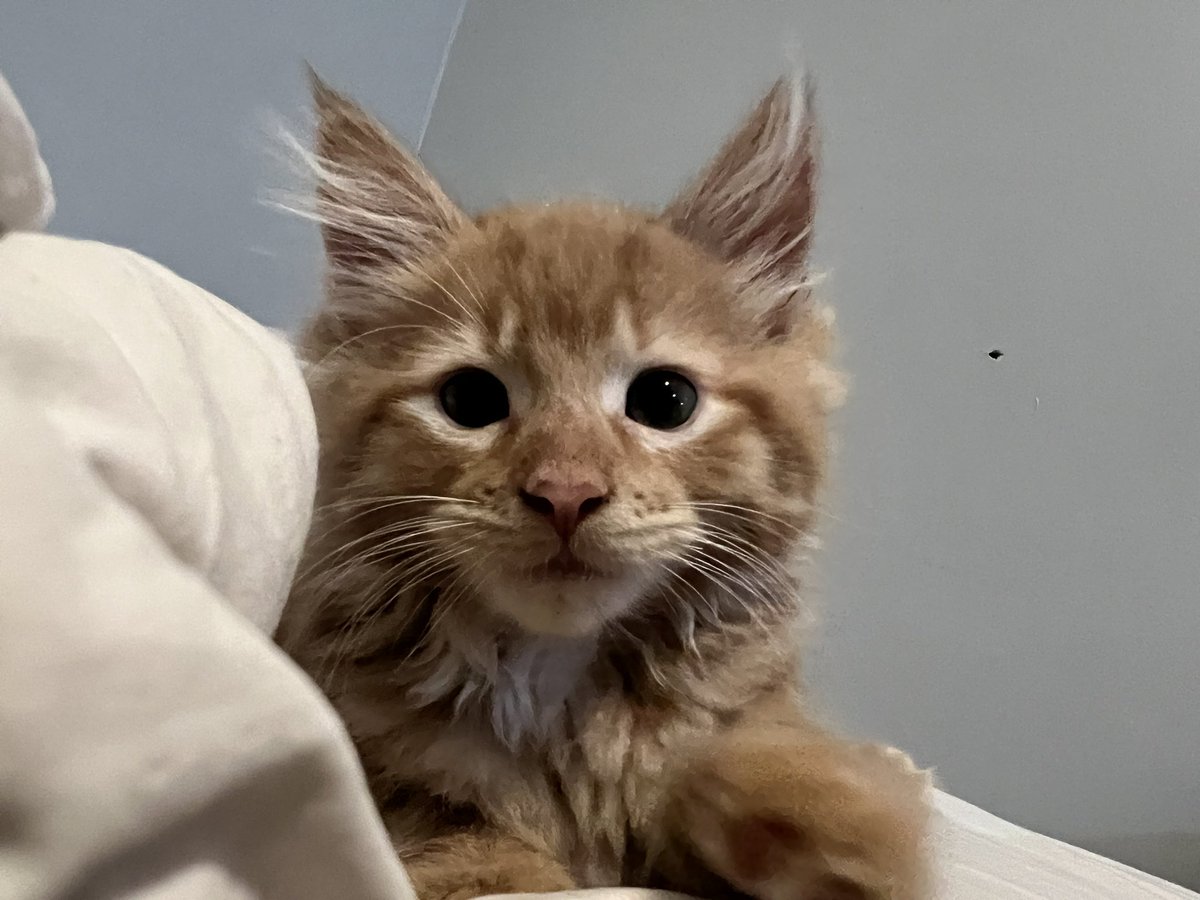 _Claudiageorgia's tweet photo. This is Timothy aka Tim, I named him after Tim Robinson https://t.co/t7lEyqJ8nU