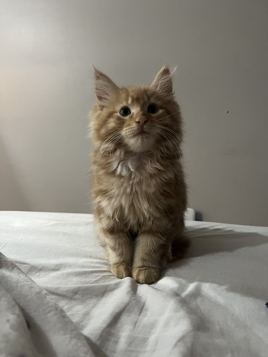 _Claudiageorgia's tweet photo. This is Timothy aka Tim, I named him after Tim Robinson https://t.co/t7lEyqJ8nU