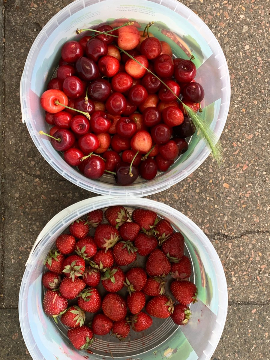 Weekend picking fun