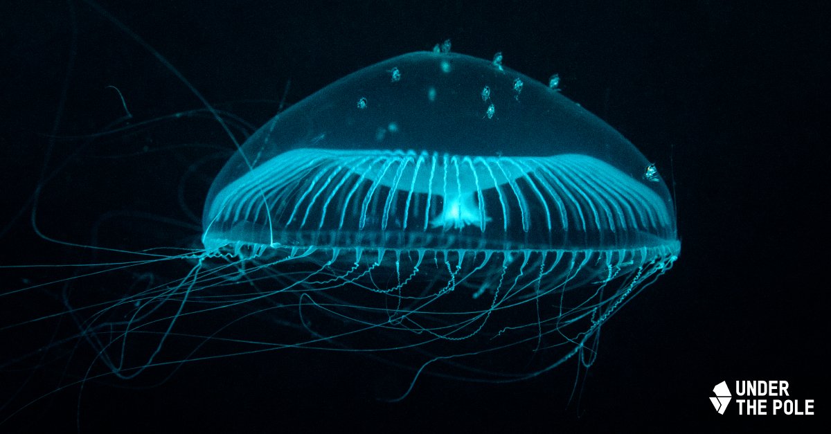 UnderThePole's tweet image. @UN officially adopted the first treaty to protect the high seas. An historic agreement after more than 15 years of effort 👏 #BBNJ #UNDOALOS

Read the press release → un.org/sg/en/content/…