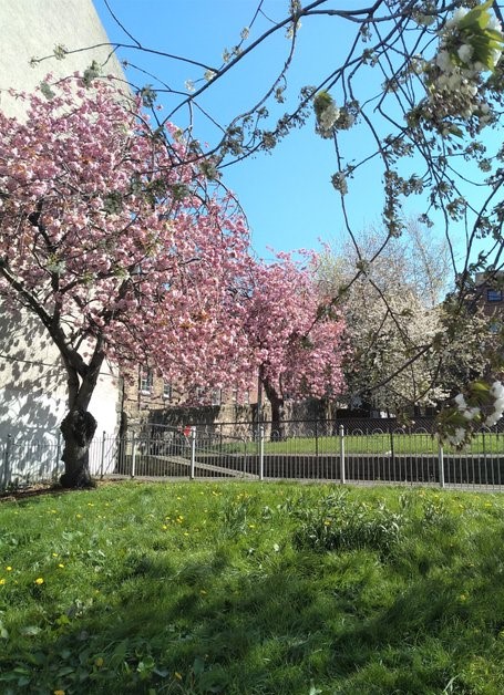 White Park Gorgie tweet media