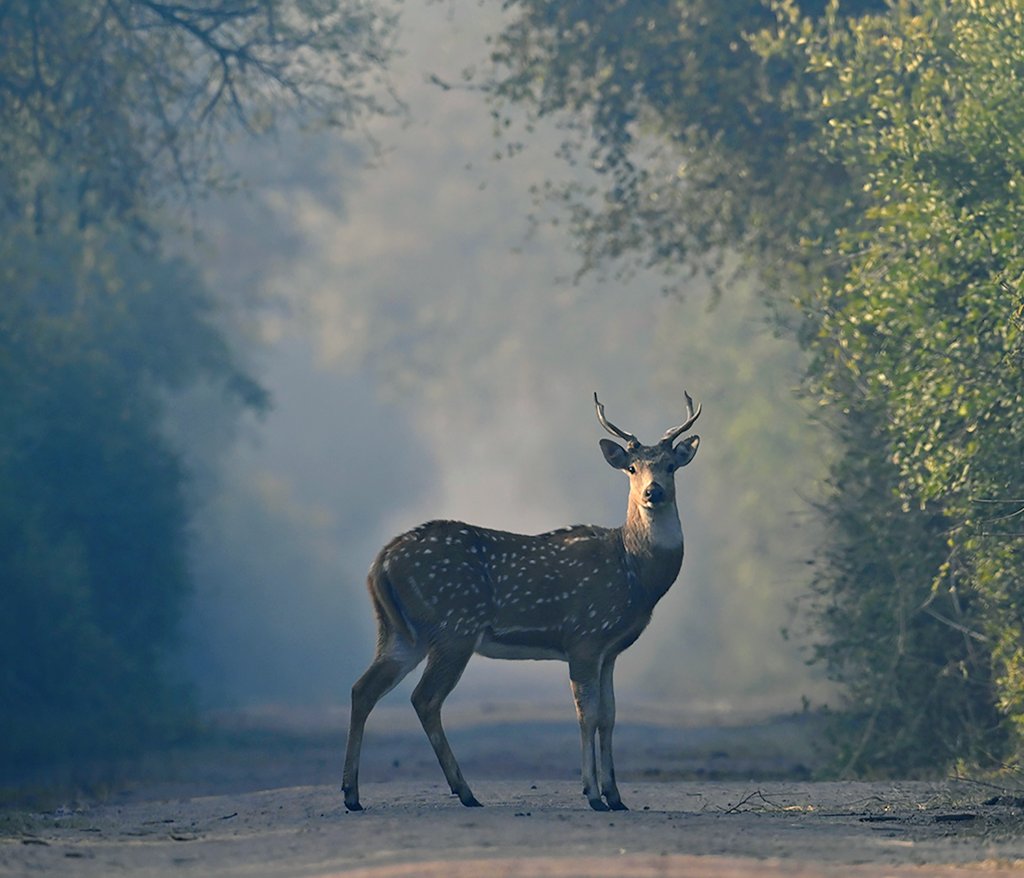 The photographsy of Rathika Ramasamy, known as the first Indian woman to have an international reputation as a wildlife photographer #WomensArt