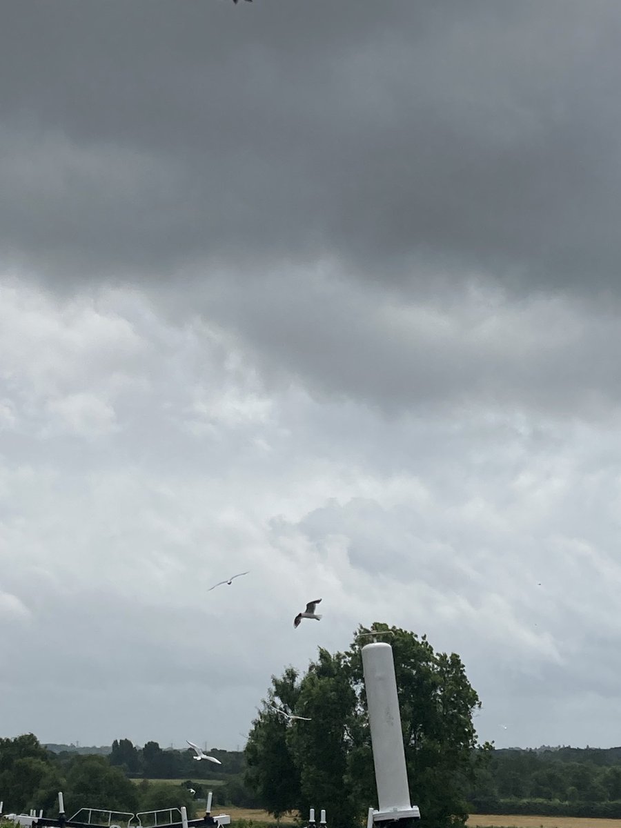 Join ⁦<a href="/BBCNews/">BBC News (UK)</a>⁩ at 1pm with ⁦<a href="/BBCJustinR/">Justin Rowlatt</a>⁩ and the impact of low oxygen levels at Knowle Lock and other rivers and canals .. dead fish and  the seagulls who are feasting #hottestjune