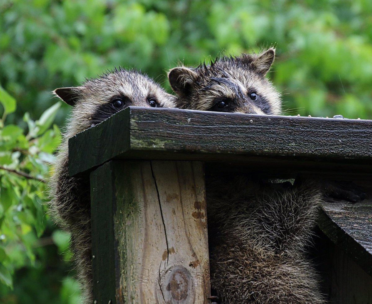 Peek-a-Boo.

#raccoons #TwitterNaturePhotography #backyardwildlife