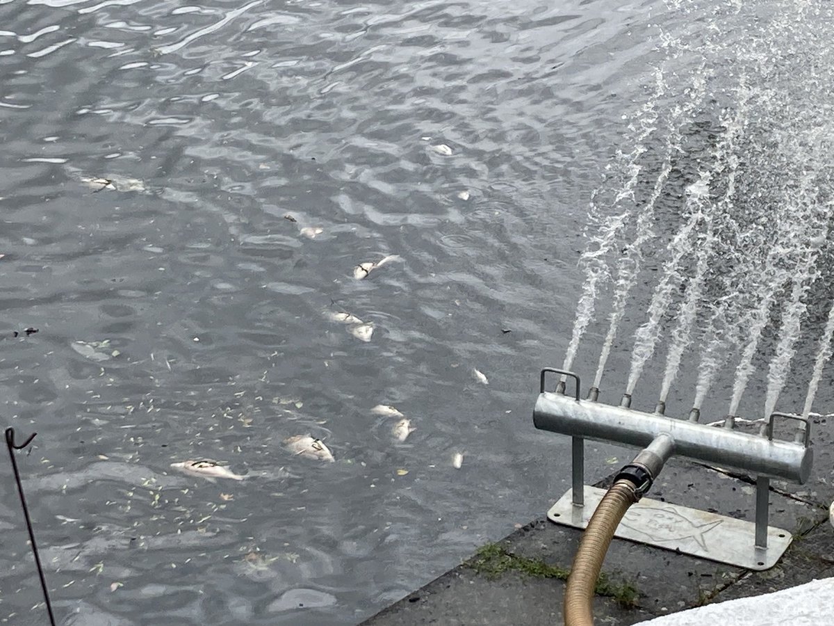 Aerating the canals as much as they can but it’s too late for these fish at Knowle Locks  join us live ⁦<a href="/BBCNews/">BBC News (UK)</a>⁩ with ⁦<a href="/BBCJustinR/">Justin Rowlatt</a>⁩