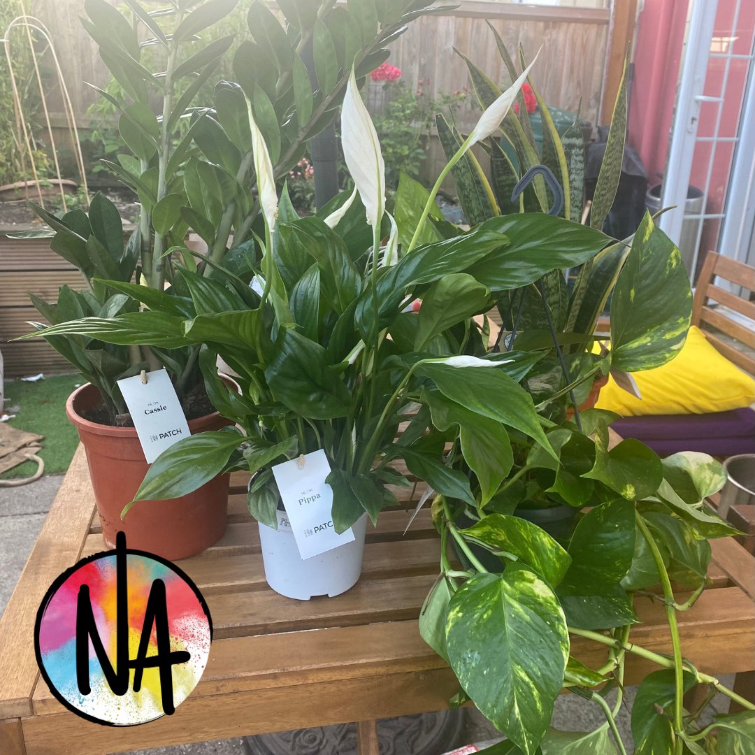 There is nothing quite like receiving a mini jungle as a Thankyou gift from a client!

I have promised not to take the fact that they are the "Unkillable Set" personally or as a challenge!

#Thankyou

#gifts

#plants

#BeKind 
<a href="/patch_plants/">Patch</a>