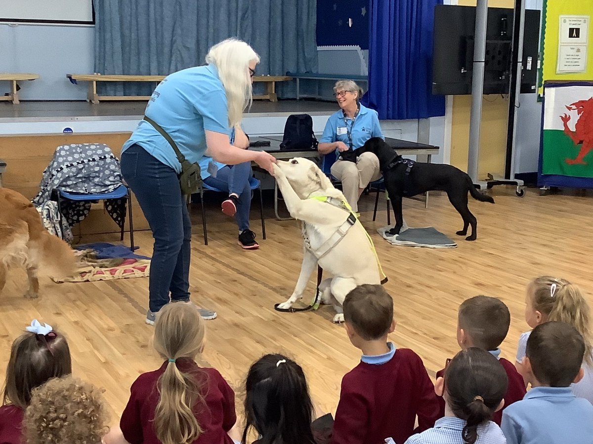 whitchurchprm's tweet image. Thank you so much to Sian and friends for bringing their guide dogs in to teach Reception children about the importance of working animals. @GuideDogsCymru #WPSRec