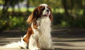 ForOurDogs's tweet image. 🐾📚 Unlock the secrets of being a pawsome dog parent with our comprehensive guide! From training tips to health care, we've got you covered. Check it out: bit.ly/forourdogs #DogGuide #DogCare