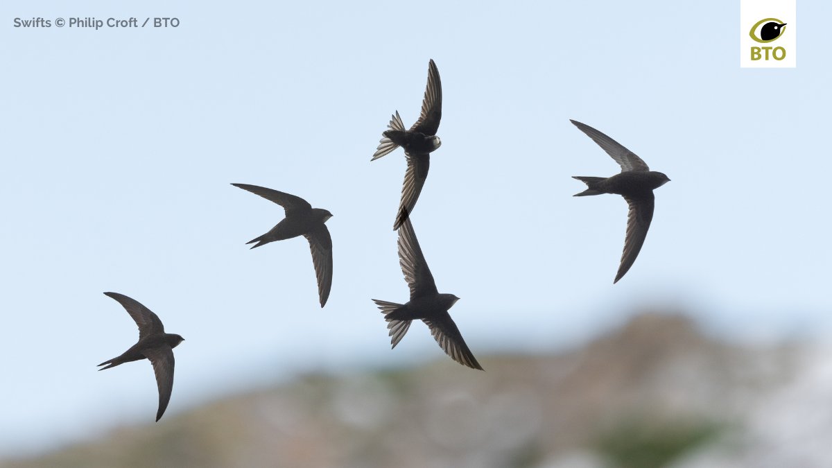 It's #SwiftAwarenessWeek!

Swifts are familiar symbols of summer that have declined by 60% in the UK since the mid-1990s, and the species is now Red-listed. Watching their awesome aerial displays over our towns and cities may soon become a rare treat.
