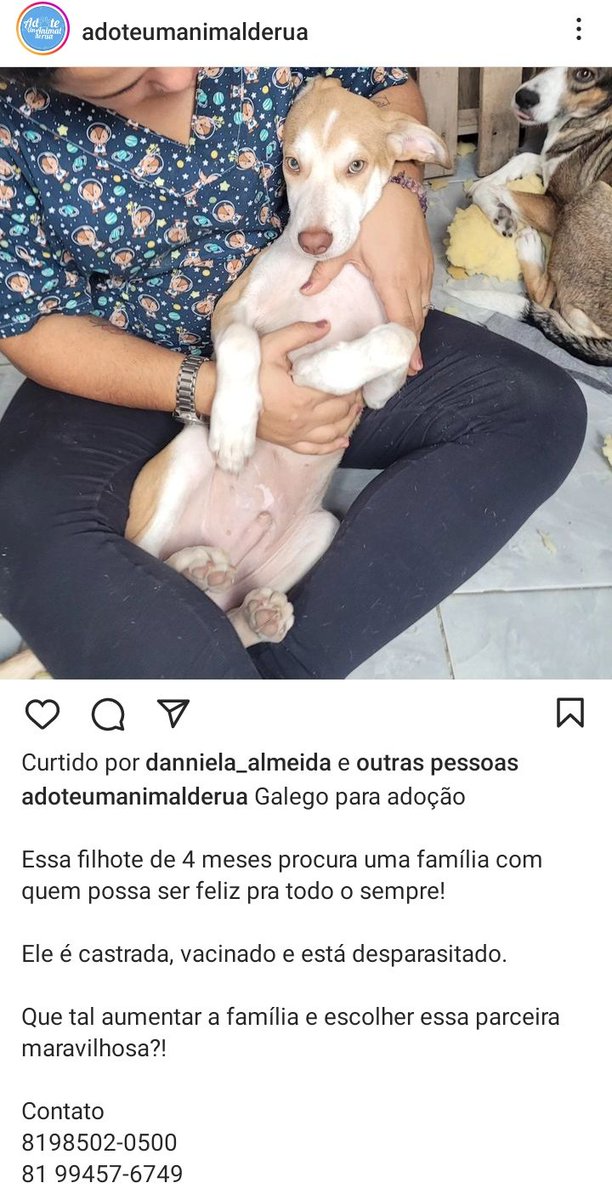 AnimaisRecife's tweet photo. 🏠 ADOÇÃO
RECIFE

GALEGO 😍
Esse filhote de 4 meses procura uma família com quem possa ser feliz pra todo o sempre!

Ele é castrado, vacinado e está desparasitado.

Que tal aumentar a família e escolher esse companheiro maravilhoso?!

Contato
8198502-0500
81 99457-6749 https://t.co/SDJ6rLiBG5