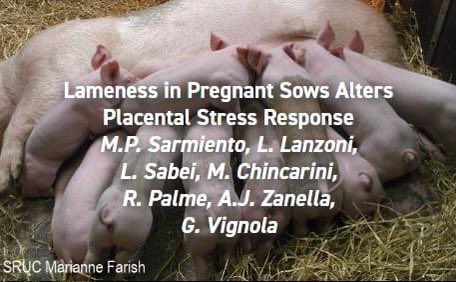 appliedethology's tweet photo. #newresearchalert
New open access paper: "Lameness in Pregnant Sows Alters Placental Stress Response", get the link here: 
https://t.co/dgoOmKZL61
#sowwelfare #pigbehaviour #pigproduction https://t.co/GTRCSmGonN