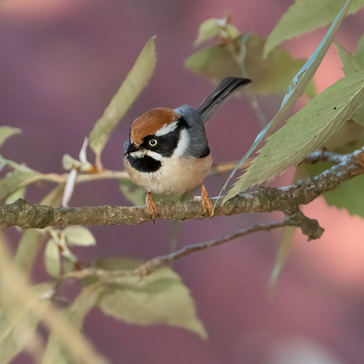 Seeking answers: The inquisitive stare of a Black-Throated Tit 

What could be going through its curious mind?

#ThePhotoHour #SonyAlpha #CreateWithSony #SonyAlphaIn #IndiAves #BirdsOfIndia #birdwatching