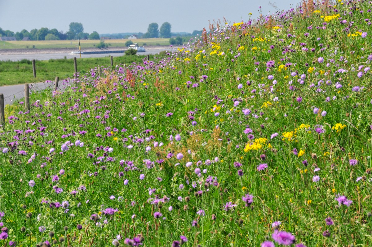 Op steeds meer plekken in ons gebied kom je een dijk vol met bloemen tegen. Mooi, maar ook sterker. Hoe zit dat? Hans de Kroon legt het uit: 👉 youtu.be/pXdIPHumIvg 📸 Cyril Liebrand #FotoVanDeWeek #SterkeDijk #FutureDikes #WaterschapRivierenland #biodiversiteit #onderzoek