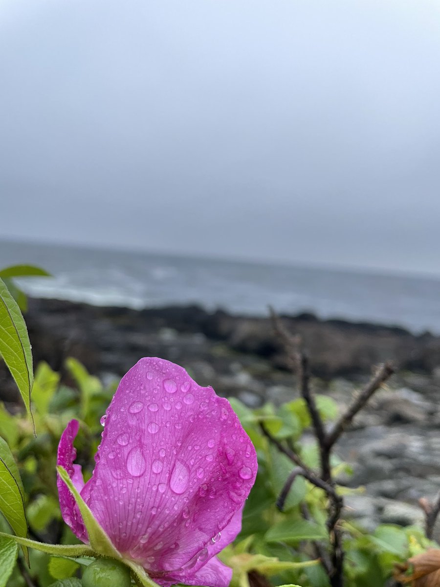 BHLevesque's tweet photo. Rainy 🌧️ in #Ogunquit #MarginalWay https://t.co/RV0xJPZzh7