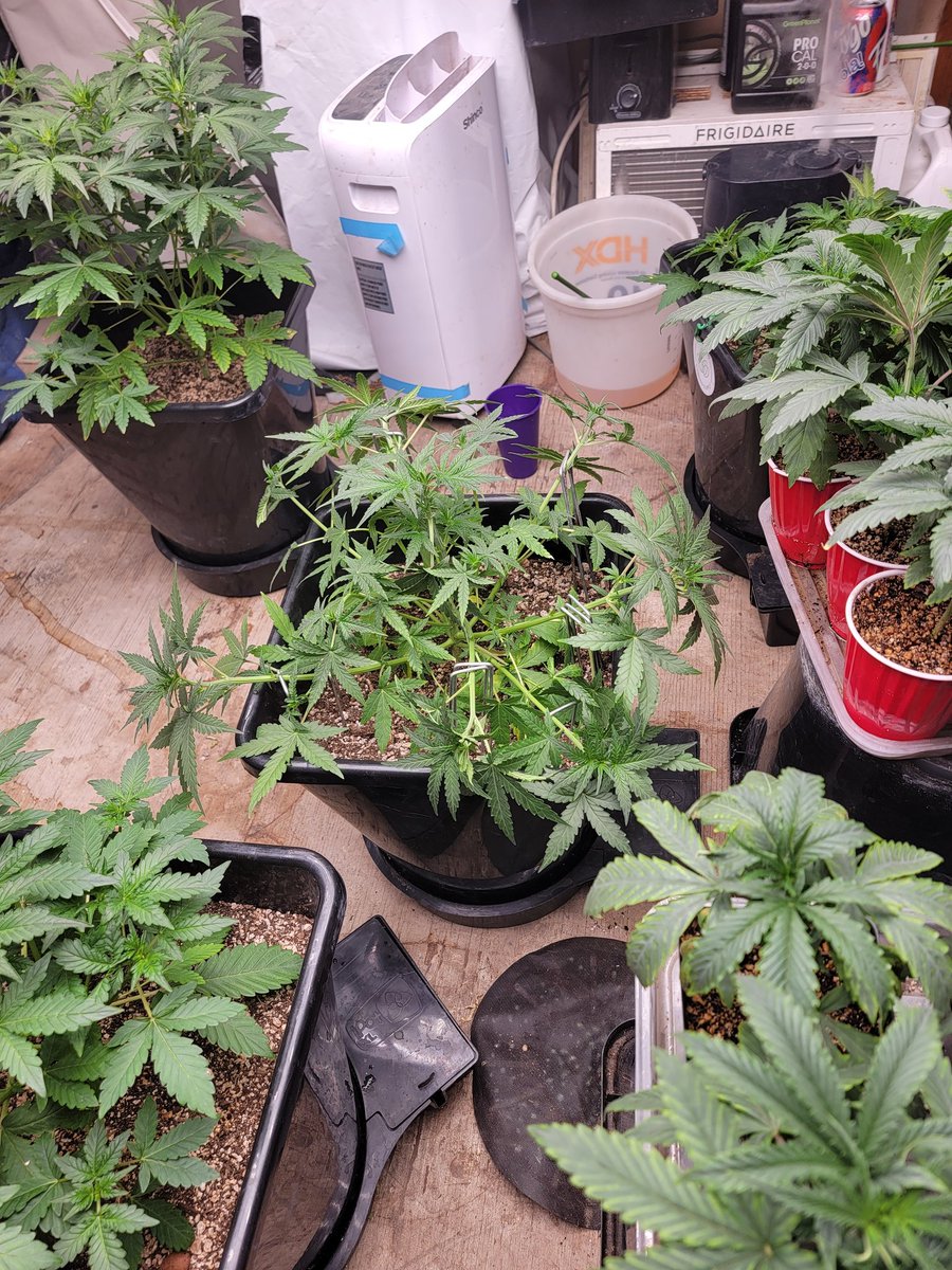 Mugnbug's tweet photo. More Froot Fuel from @Speedrunseeds
Day 27 or week 3 day 6
Compare with my mephistos grow
#Twitter
#Mmemberville
#weedlife
#weedlovers
#fce3000
#Fc1000
#ts1000
#ANgrown
#autopot
#marshydro
#ANgrown
#autopot
#promixhp https://t.co/z6RdAxmOtu