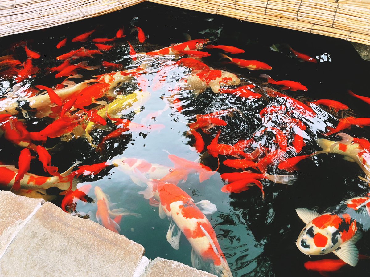 池にめちゃデカ金魚と鯉がいて、デケエ〜になった 