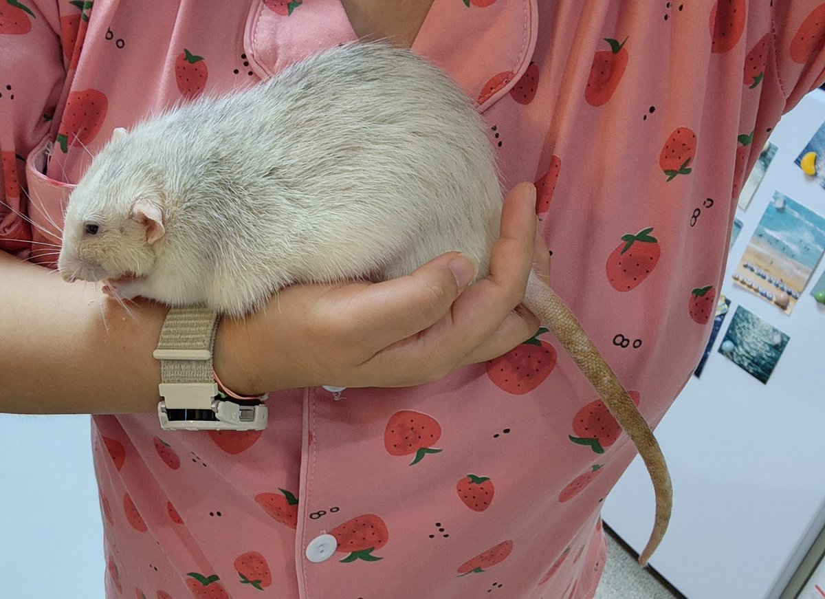 응석쟁이 애기쥐