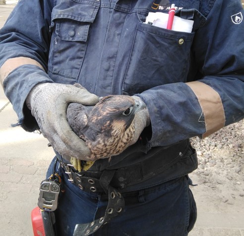 Zorgen voor onze omgeving vinden we erg belangrijk. En dat blijkt! Onze collega's hebben onlangs een slechtvalk gered in de fabriek. 

#Natuur #Duurzaamheid #Industry