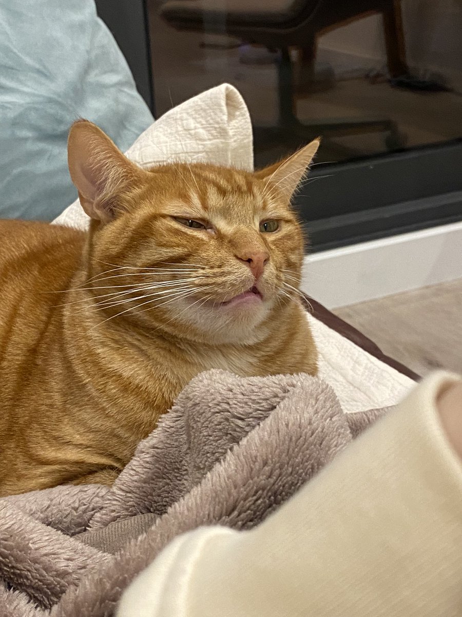 めろん🍈 tweet media