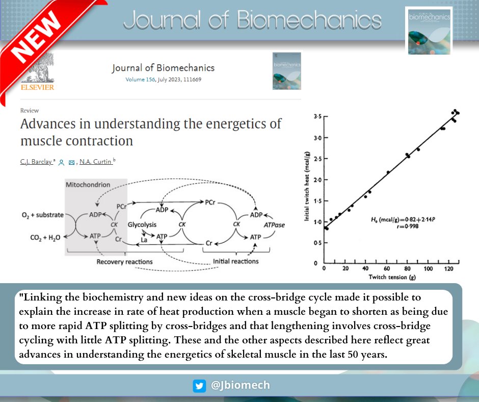 Journal of Biomechanics (@jbiomech) on Twitter photo In the past 50 years, significant progress has been made in understanding muscle energetics. Discover more in the recently published review in J Biomech!
#biomechanics
#journalofbiomechanics
doi.org/10.1016/j.jbio… In the past 50 years, significant progress has been made in understanding muscle energetics. Discover more in the recently published review in J Biomech!
#biomechanics
#journalofbiomechanics
doi.org/10.1016/j.jbio…