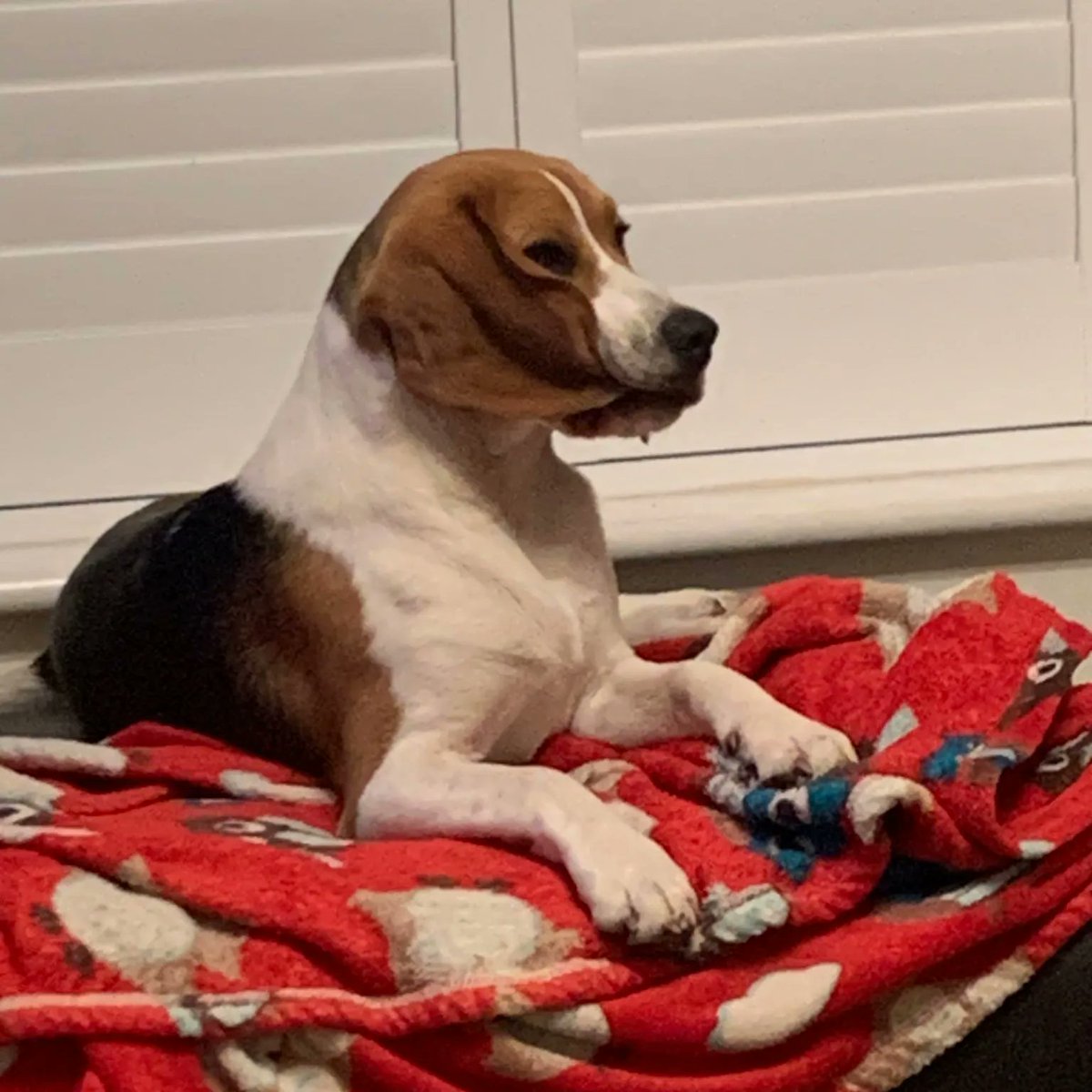 Beagle Facts tweet media