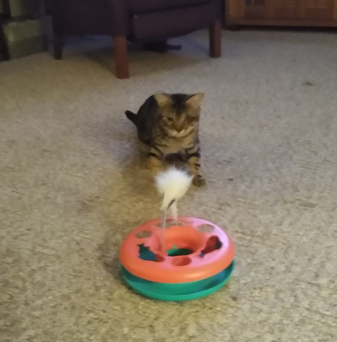 cinderrose's tweet photo. Do I want to play? #calic https://t.co/fLoRtHEDVk