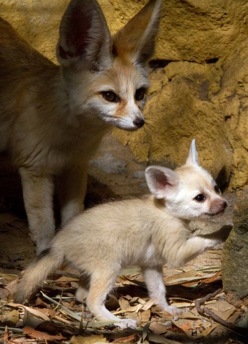 FennecEveryHr's tweet photo. https://t.co/v3BPMizMcC