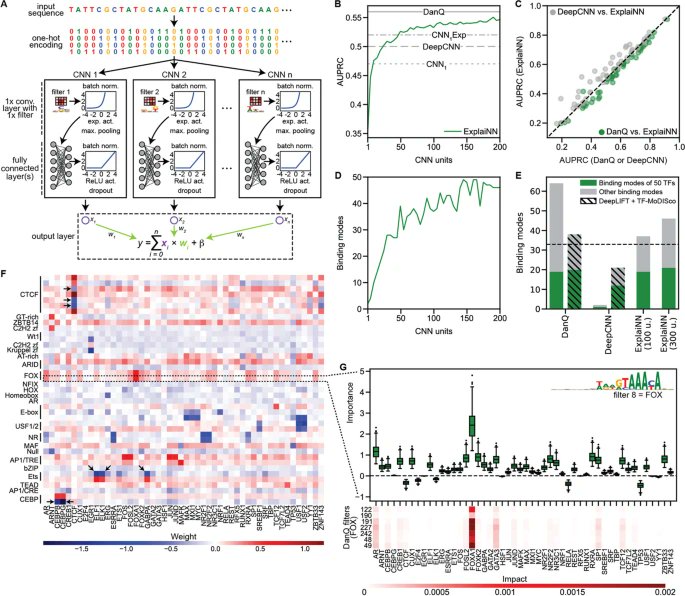 Genome Biology (@genomebiology) on Twitter photo ExplaiNN, presented by <a href="/WyWyWa/">Wyeth Wasserman</a> <a href="/NovakovskyG/">Gherman Novakovsky (слава Україні! 🇺🇦)</a> <a href="/ofornes/">Oriol Fornés</a> <a href="/manusaraswat10/">Manu Saraswat</a> <a href="/sara_mostafavi/">Sara Mostafavi</a> is a #deeplearning model using an interpretable neural network design, providing both global and local biological insights without compromising on performance
bit.ly/46AVheS ExplaiNN, presented by <a href="/WyWyWa/">Wyeth Wasserman</a> <a href="/NovakovskyG/">Gherman Novakovsky (слава Україні! 🇺🇦)</a> <a href="/ofornes/">Oriol Fornés</a> <a href="/manusaraswat10/">Manu Saraswat</a> <a href="/sara_mostafavi/">Sara Mostafavi</a> is a #deeplearning model using an interpretable neural network design, providing both global and local biological insights without compromising on performance
bit.ly/46AVheS